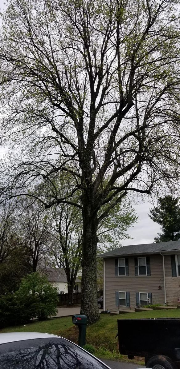 Tree Trimming for Greenskeeper Property Management in Elizabethtown, KY