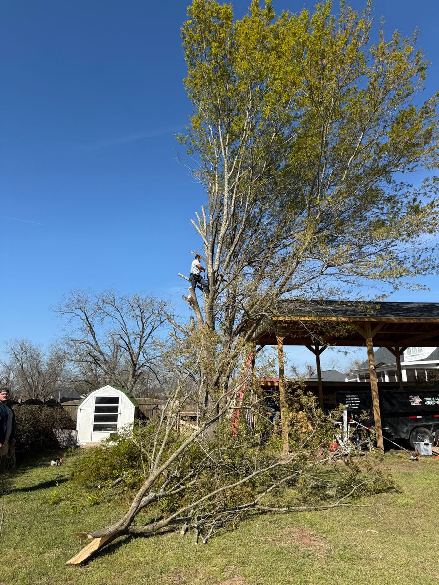 Tree Trimming for T N L - Tree and Land Service in Reynolds, GA