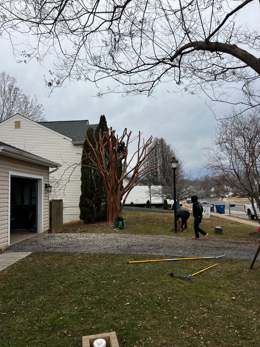 Tree Removal for DIAZ TREE in Stafford, VA