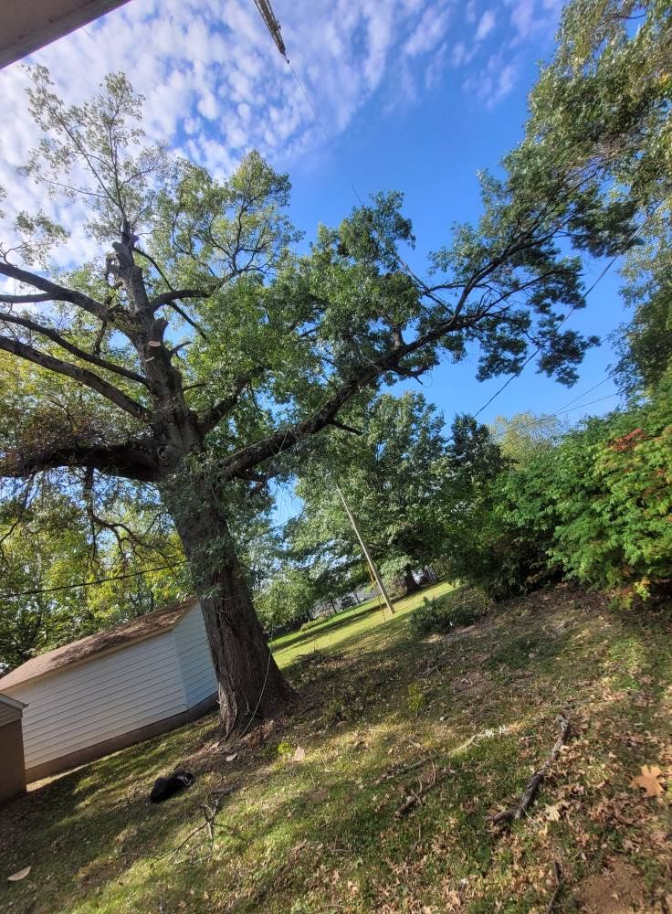 Tree Trimming for Advanced Tree Solutions in Rockville, IN