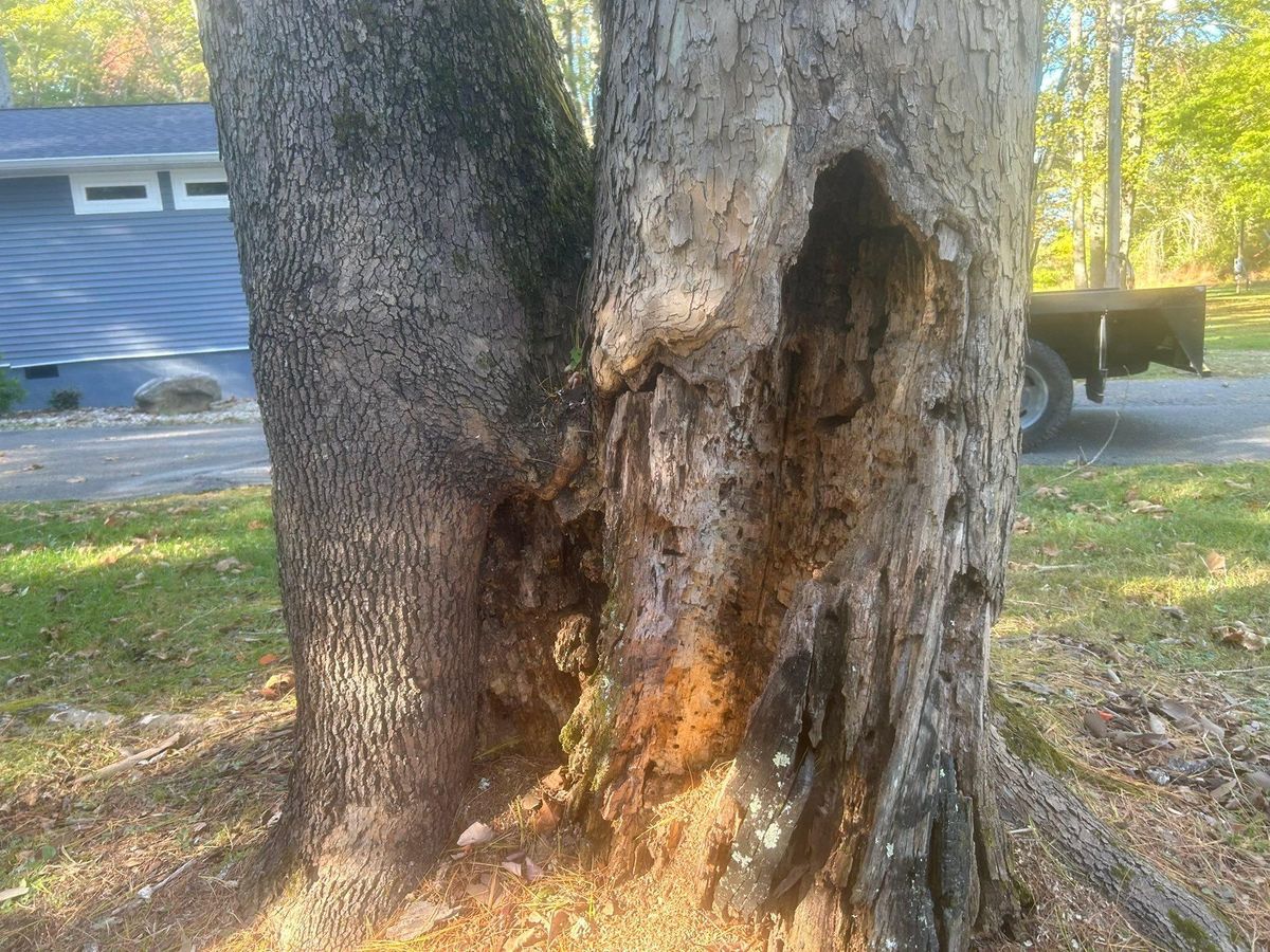 Emergency Services for McBee’s Tree Service in Sewanee, TN