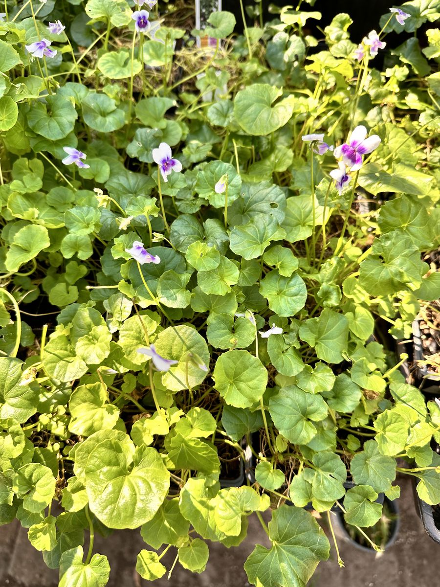 Landscape Installation for Atlas Land Design in Creekside Park, TX