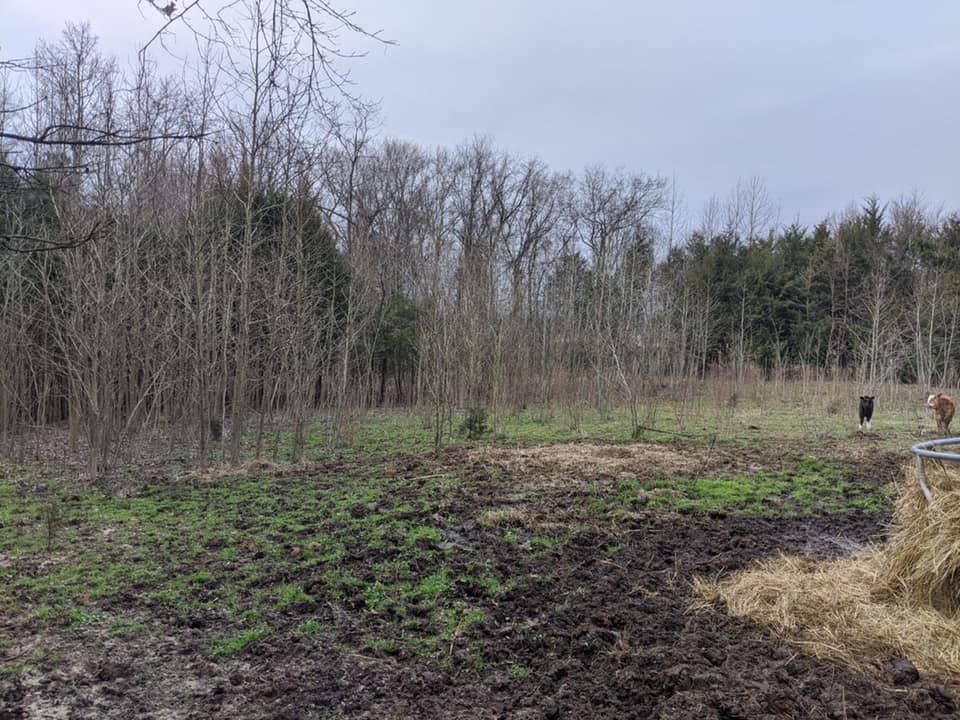 Property Line Clearing for Carolina Construction Services in Woodleaf, NC