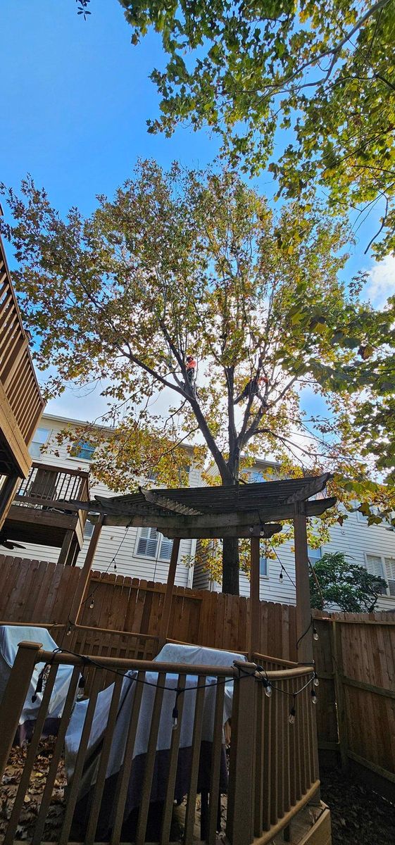 Fall Clean Up for Servin's Tree Care  in Houston, TX