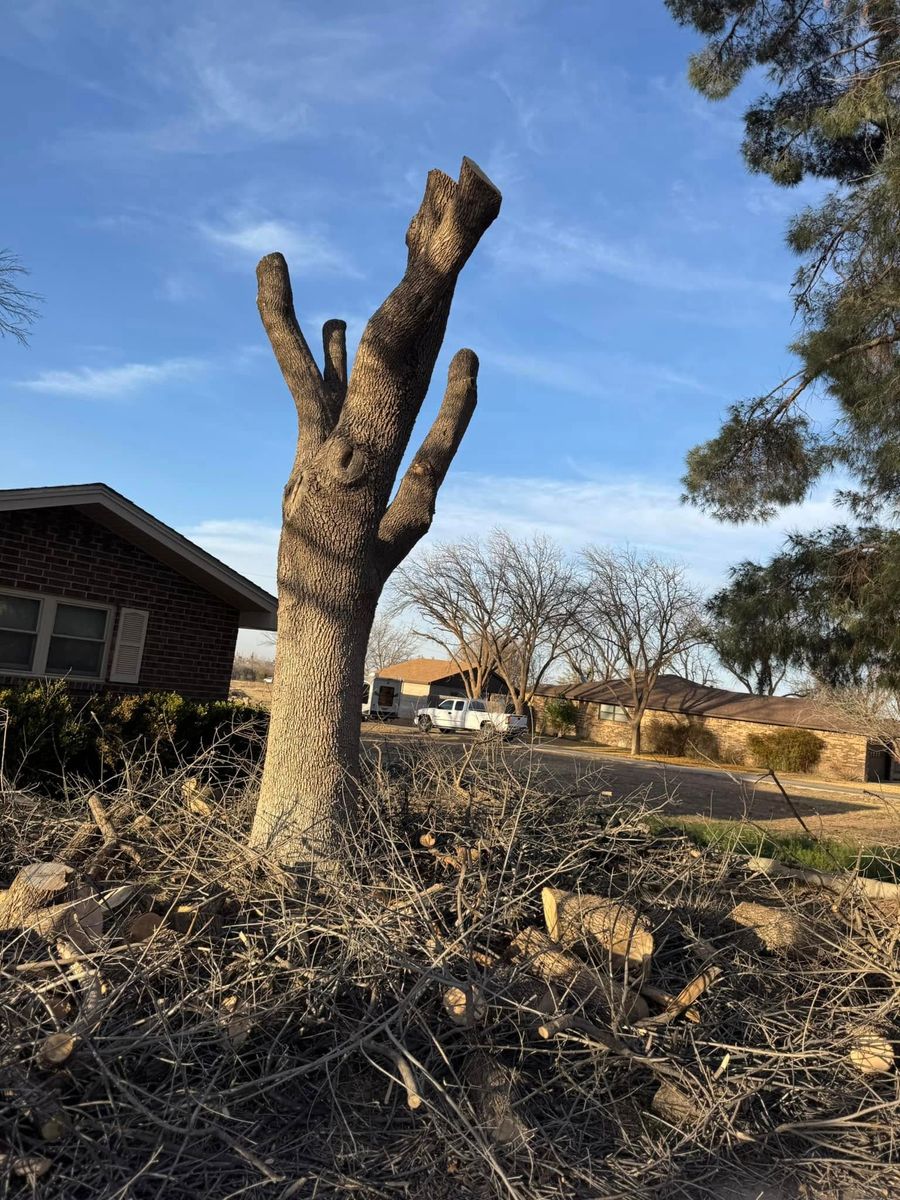 Stump Removal for Lion In The Tree Trimming Service in Big Spring, TX