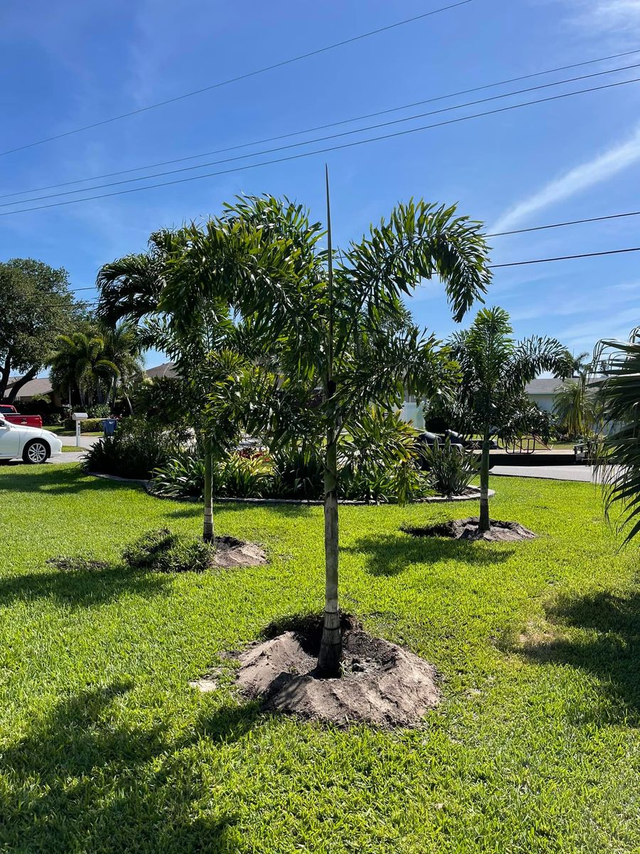 Palm and Trees for Plant World LLC in Cape Coral, FL