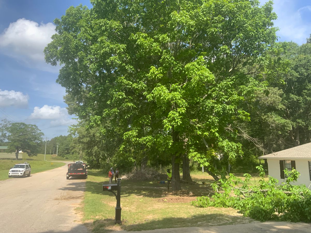 Tree Services for Broadway & McMullen Construction in Hattiesburg, MS