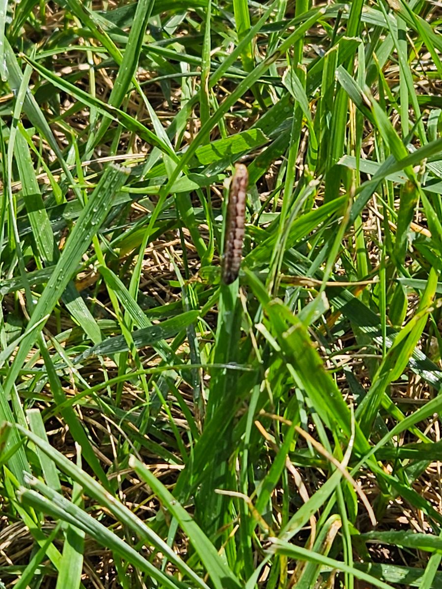 Fertilization & Weed, Insect and Diseases Control for Gallimore’s Lawn Care in Thomasville, NC