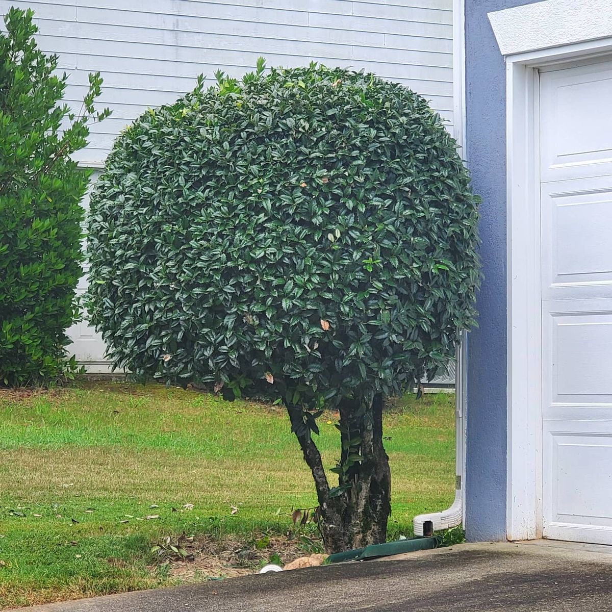 Shrub Trimming for Hendrix Family Landscaping in Dallas, GA