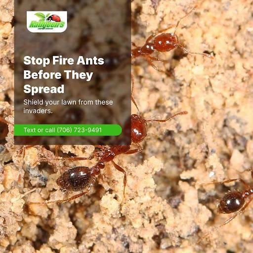 Lawn Care for Kathleen's Lawn & Shrub Care in Augusta, GA