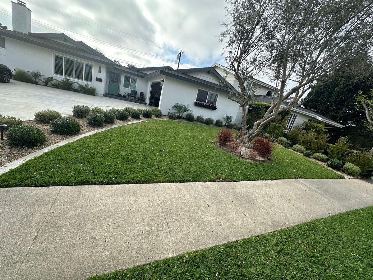 Tree & Shrub Care for Benito's Gardening and Tree Service  in San Juan Capistrano, CA