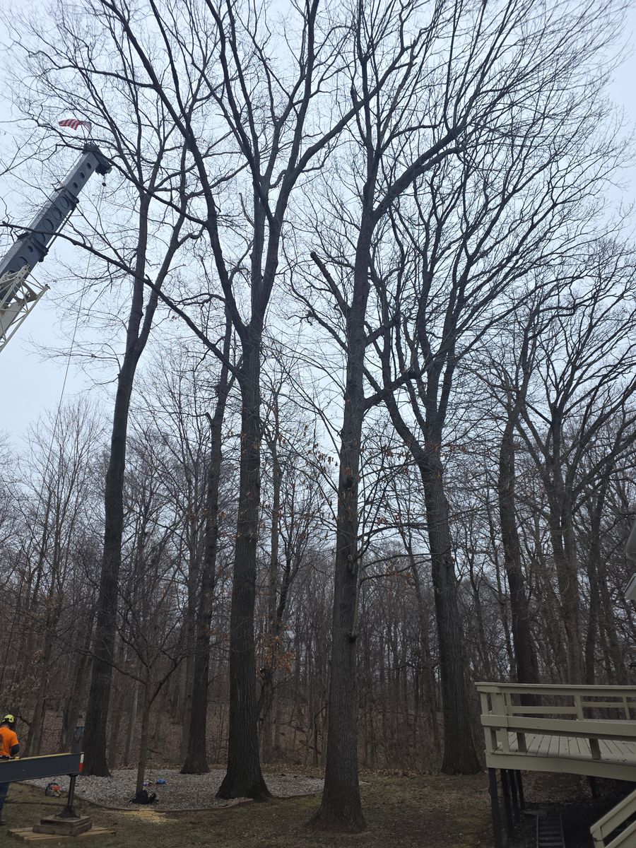 Tree Removal for Advanced Tree Solutions in Rockville, IN