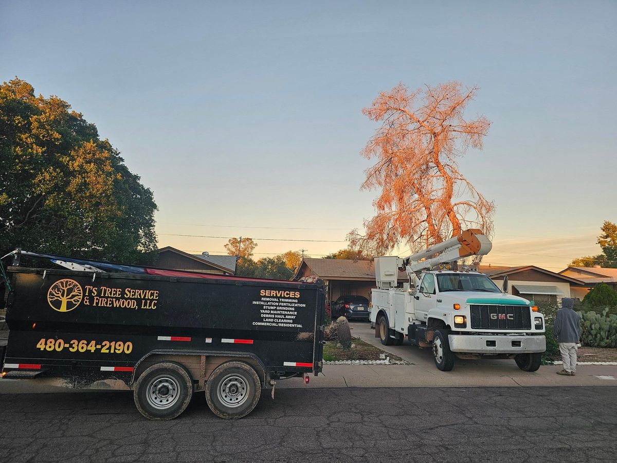 Tree Removal for T's Tree Service and Firewood in Apache Junction, AZ