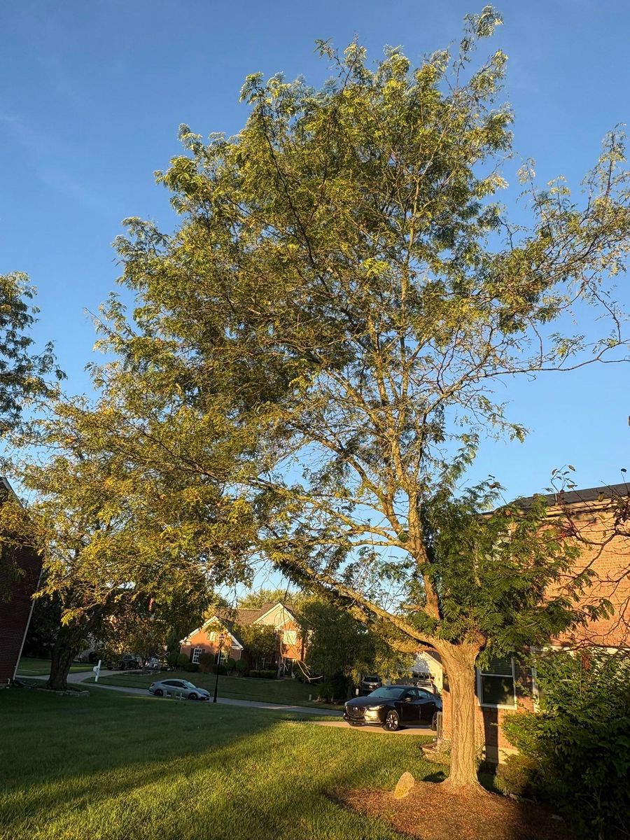 Tree Trimming for Dig-It Tree Company in Mason, OH