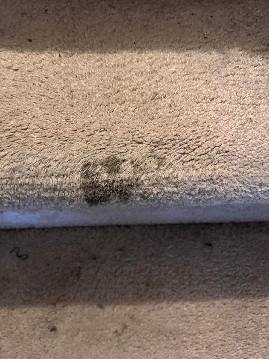 Bleach Spot Removal for Ricas Color Carpet Dyeing Services in New Britain, CT