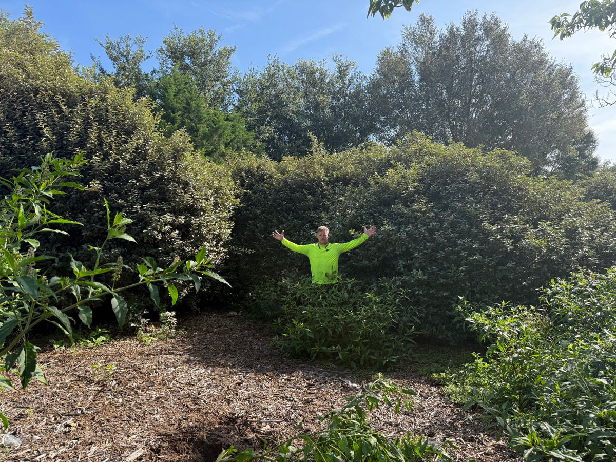 Tree Pruning for Amerigrown Tree And Lawn in Apopka, FL