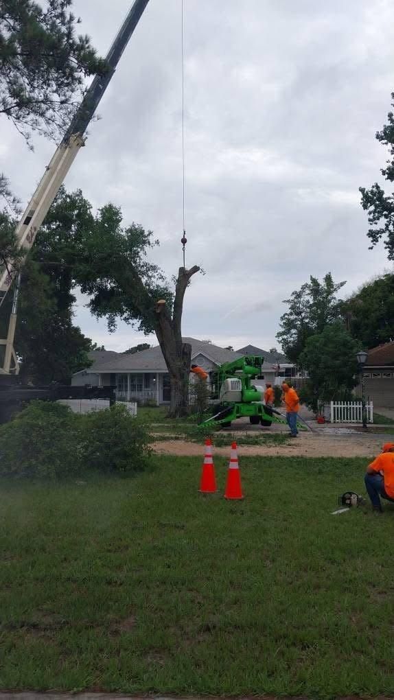 Tree Removal for Daniel Hickey’s Tree Service in DeLand, FL