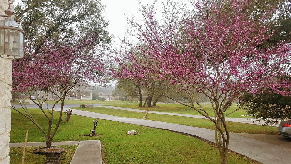 Lawn Maintenance for Chavez Lawn & Tree Services LLC in San Antonio, TX