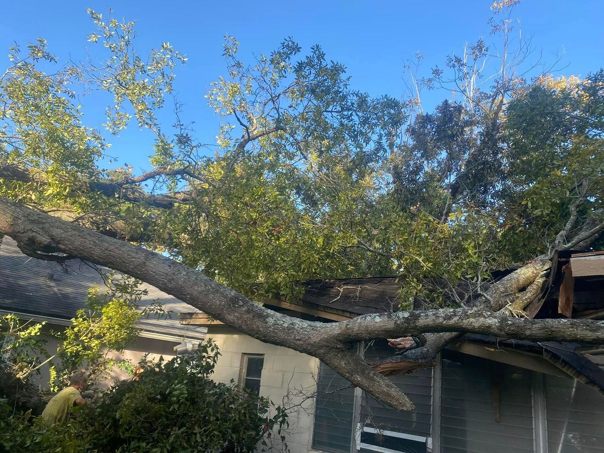 Tree Removal for Fast Cut Tree Service in Jacksonville Heights, FL