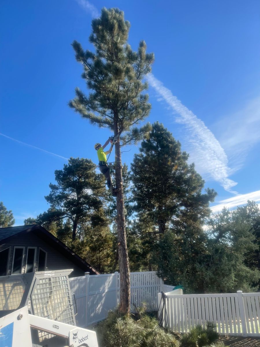 Tree Trimming for Clean Cut Tree Service in Gillette, WY