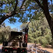 Fruit Tree Pruning for The Tree Fairy in Temecula, CA