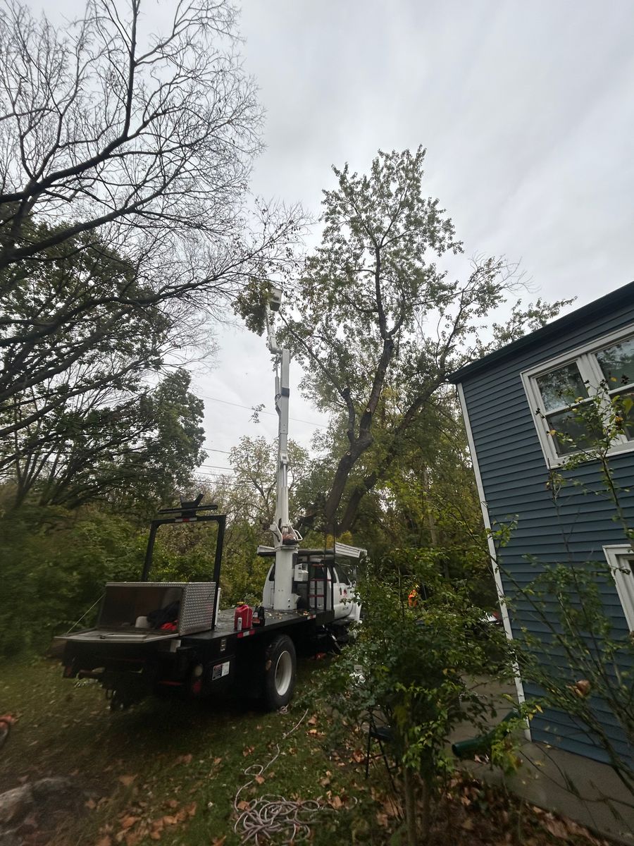 Tree Trimming for Cross Family Tree Service in Kearney, MO