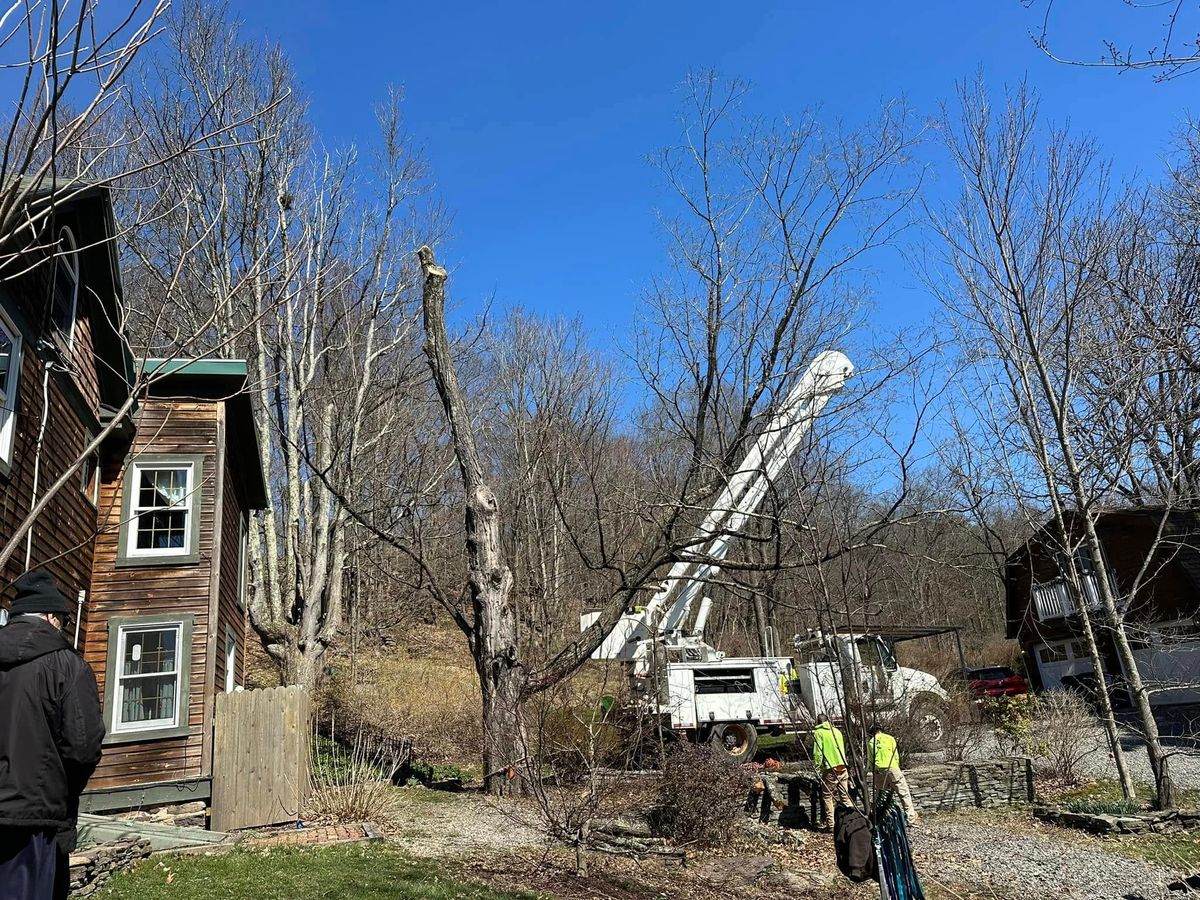 Technical Tree Cutting for All American Tree Services LLC in Dallas, PA