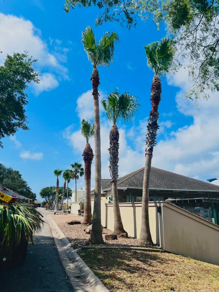 Tree Trimming for Johnnys Pro Cutters in Corpus Christi, TX