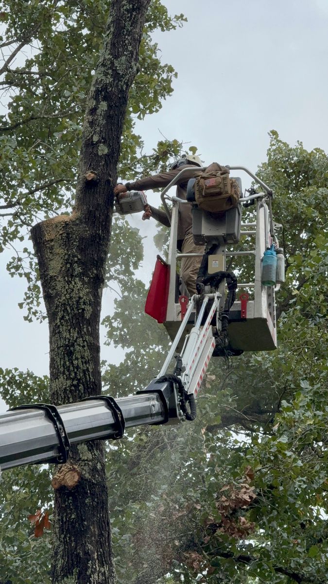 Tree Removal for Owens Tree Services in Inman, SC