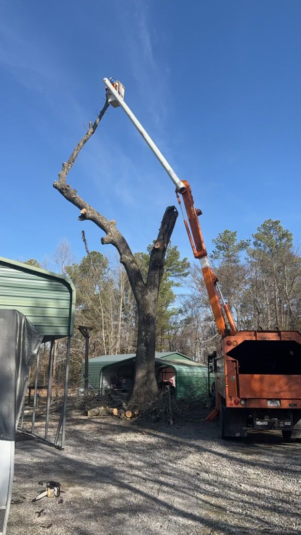 Tree Removal for Curtis Tree Service LLC in Hopkins County, KY