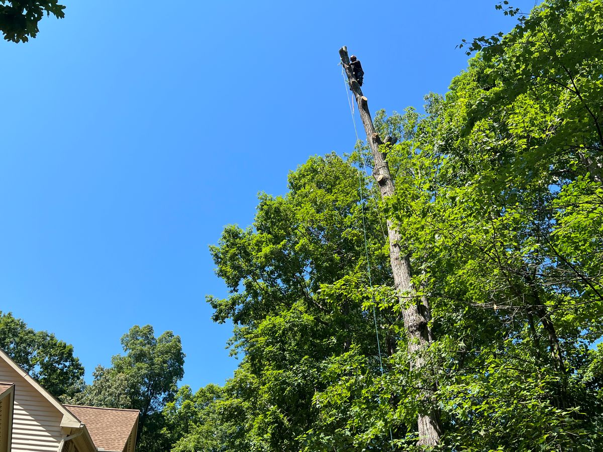 Tree Removal for Branch Out Tree Care LLC in Fredericksburg, VA