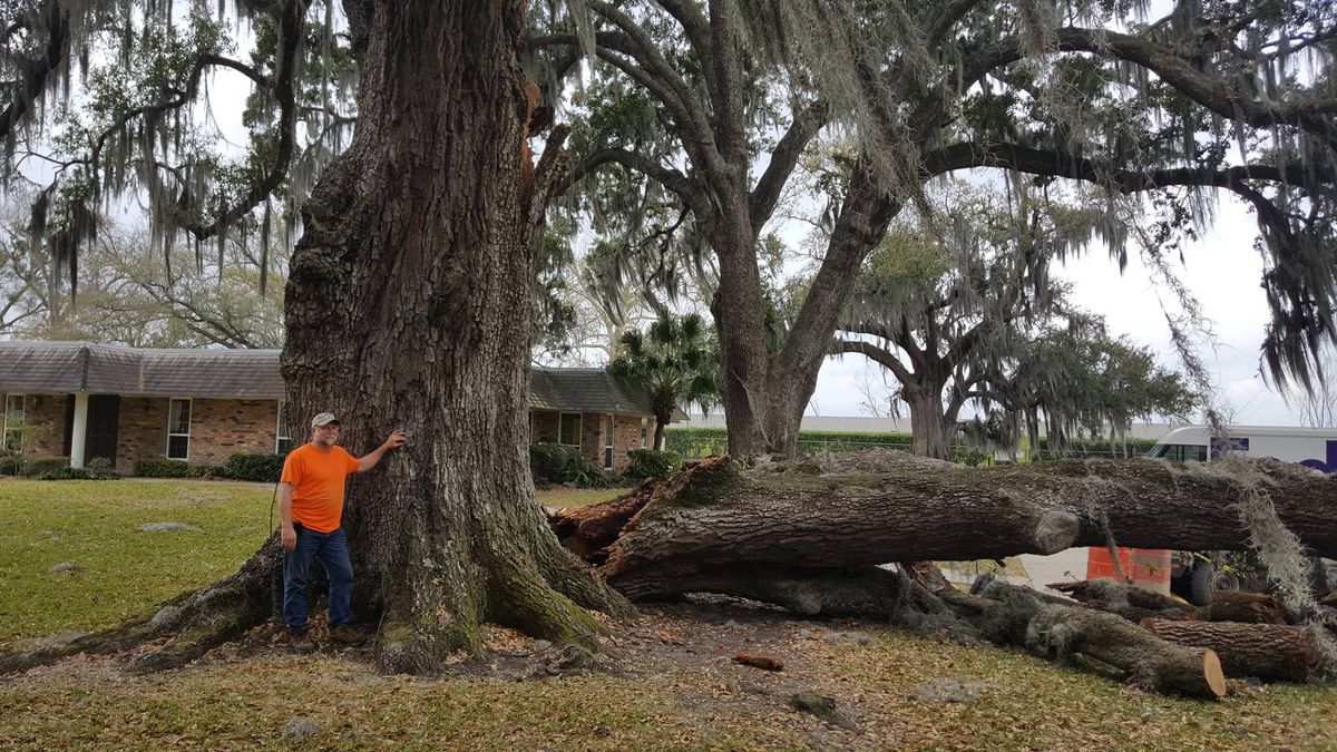 Tree Removal for David's Tree Service in Slidell, LA