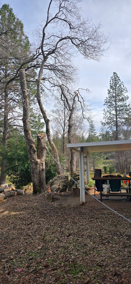 Storm Damage for George Staddan's Professional Tree Care in Placerville, CA