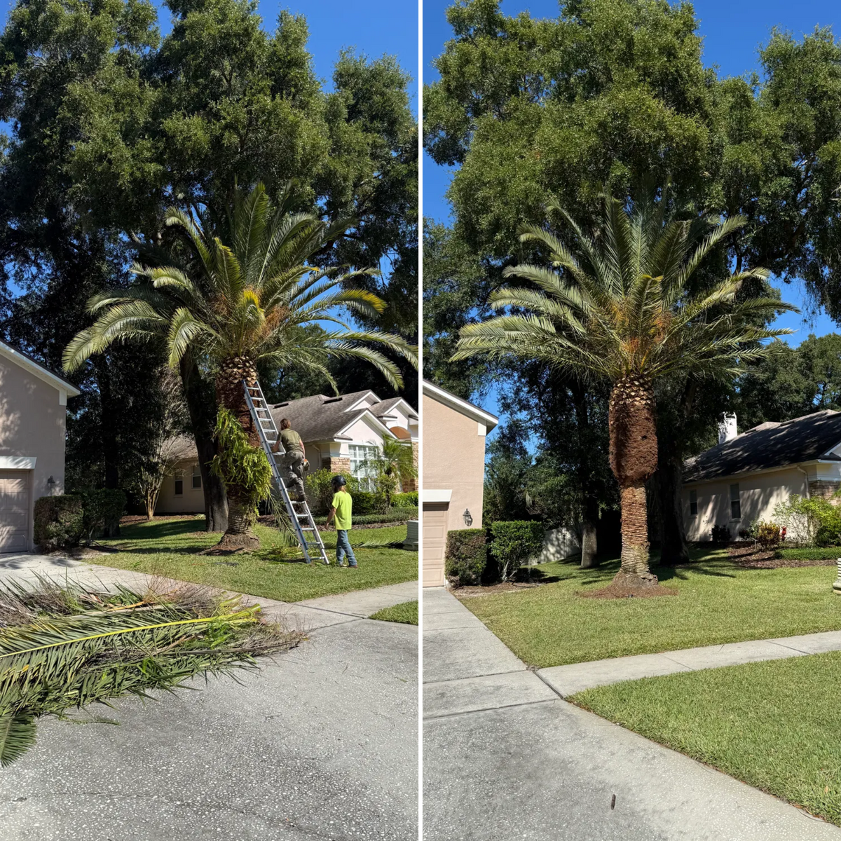 Landscape Installation for Amerigrown Tree And Lawn in Apopka, FL