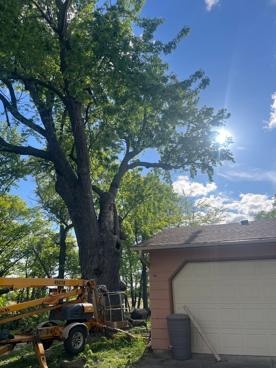 Tree Removal for K and Z Tree Care in Isanti County, MN