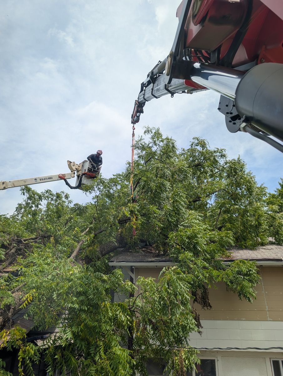 Tree Removal for Mitchell Tree Company in Lathrop, MO