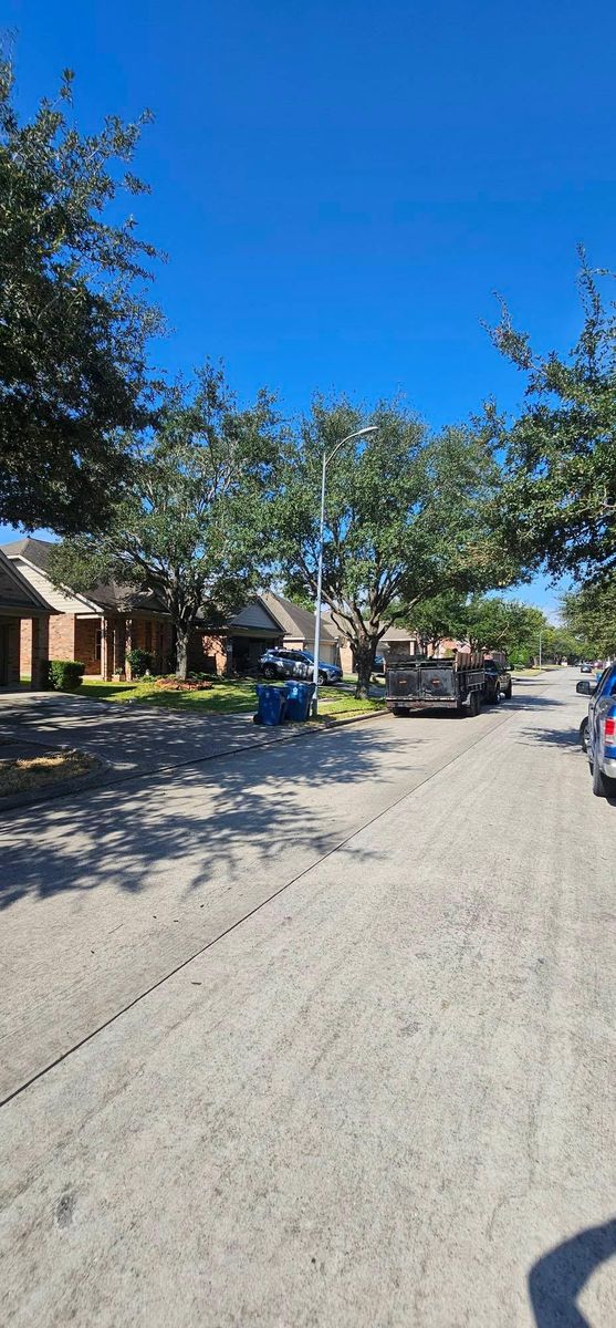 Tree Removal for Servin's Tree Care  in Houston, TX