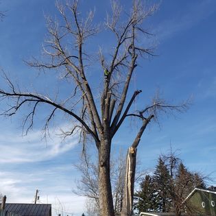 Tree Trimming for Two Fellers Tree Service in Buffalo, WY