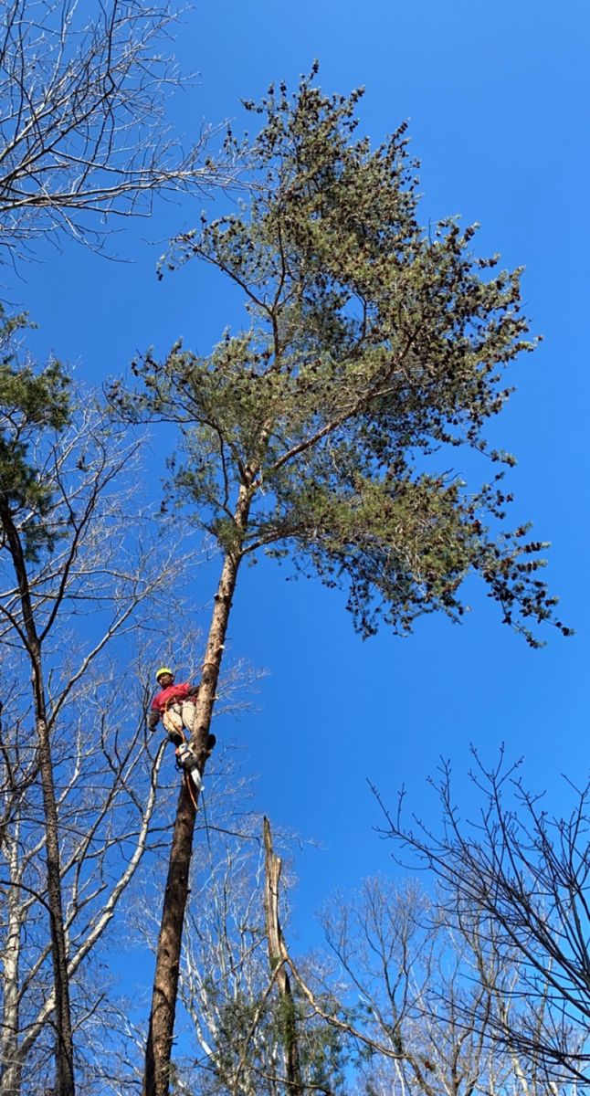 Tree Removal for Branch Out Tree Care LLC in Fredericksburg, VA