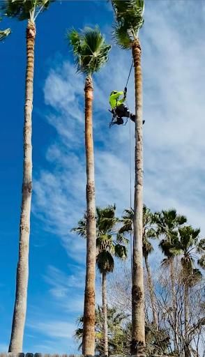 Tree Trimming for Johnnys Pro Cutters in Corpus Christi, TX