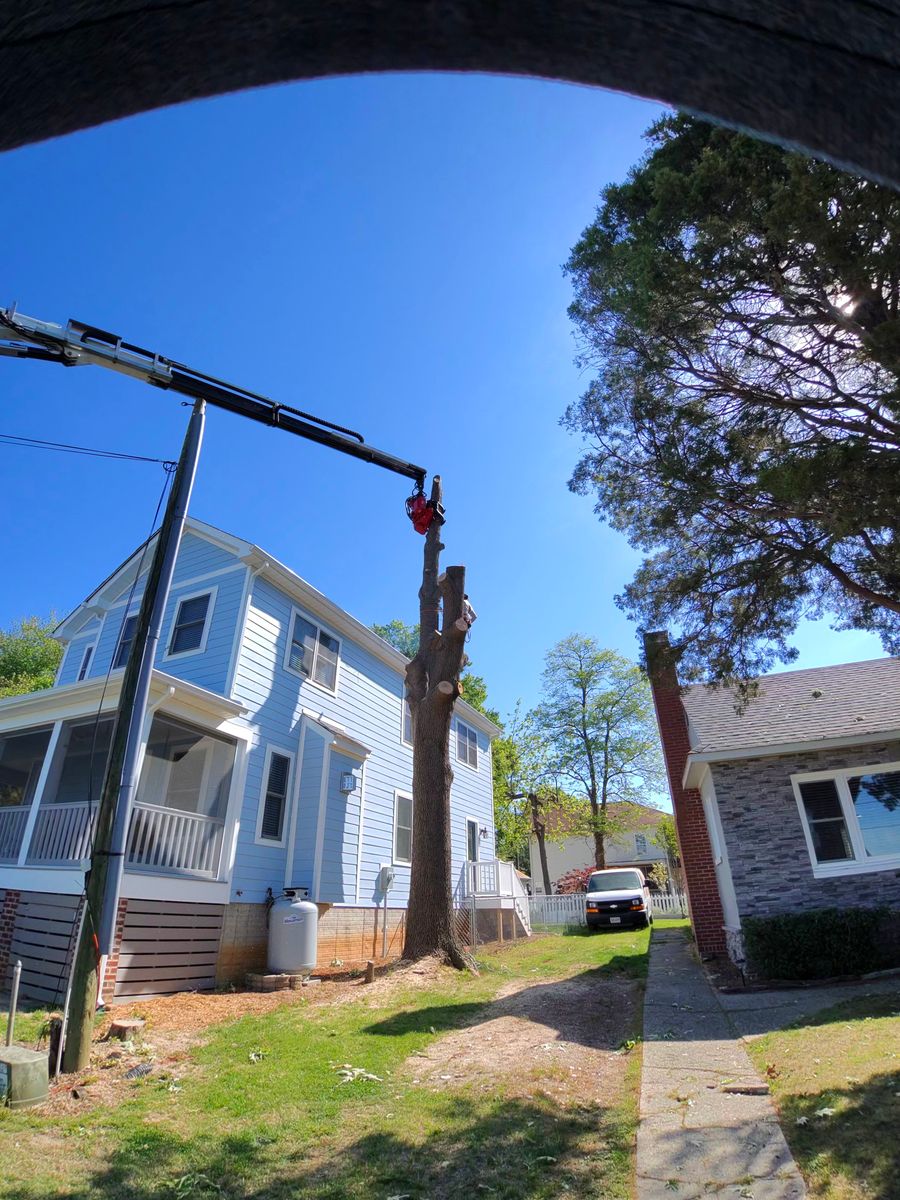 Tree Removal for Darbie's Tree Service in Newburg,  MD