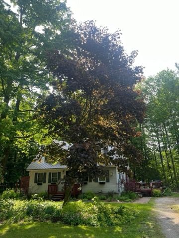 Tree Removal and Hedge Trimming for Bishop’s Property Maintenance in Franklin, VT