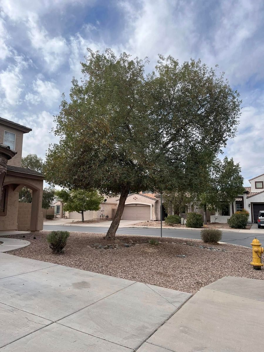 Tree Trimming for Good Hands Landscape in Maricopa, AZ