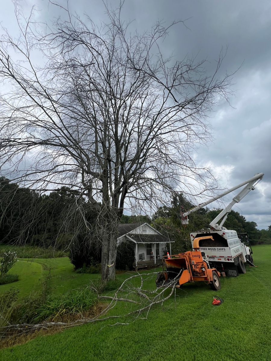Tree Removal for Brooks Tree Service in Casar, NC