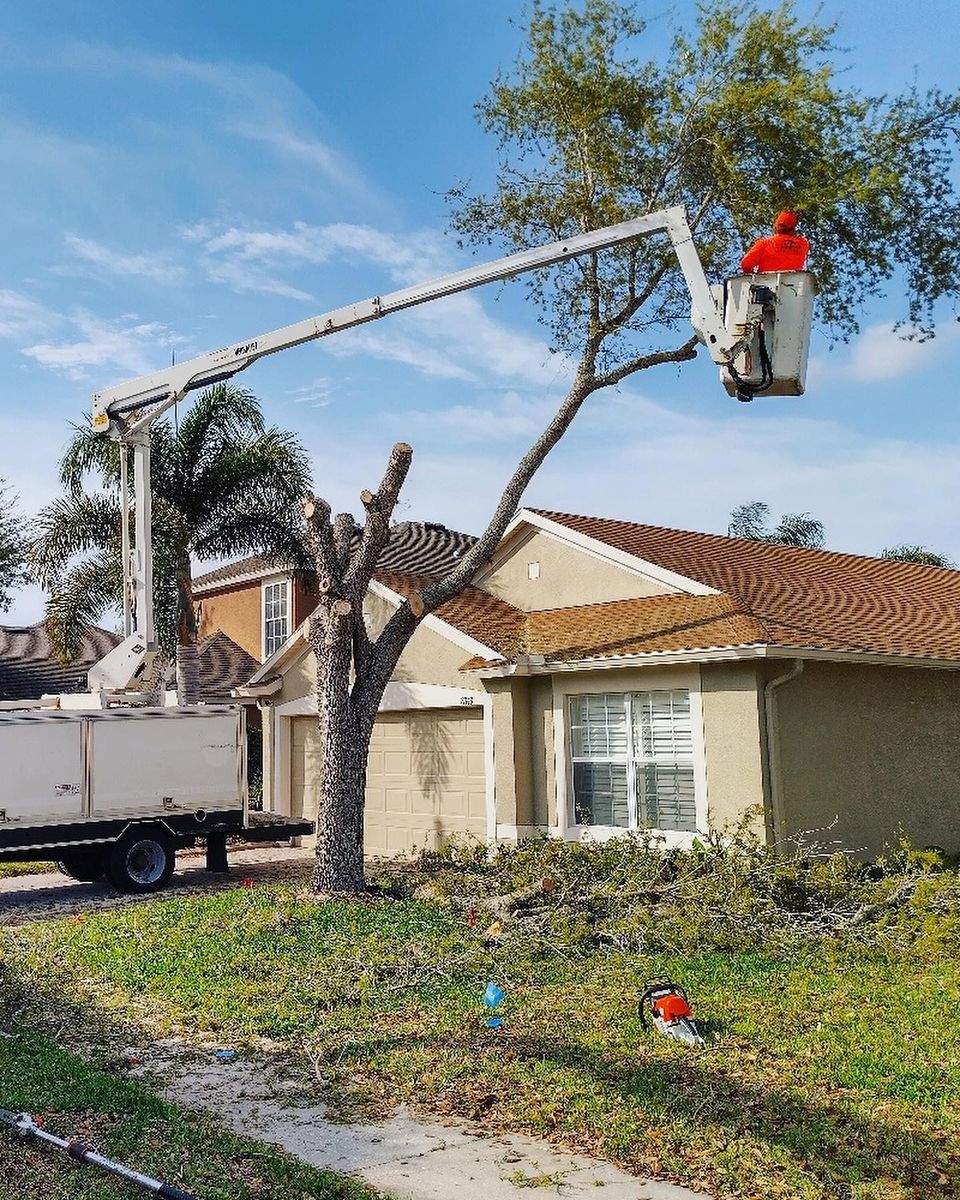 Tree Trimming for EB Trees and Landscape in Holiday, FL