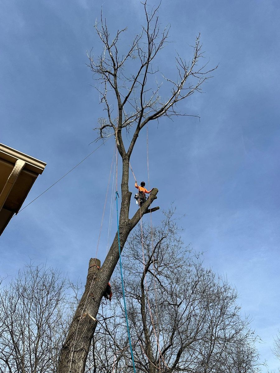 Tree Removal for Cross Family Tree Service in Kearney, MO