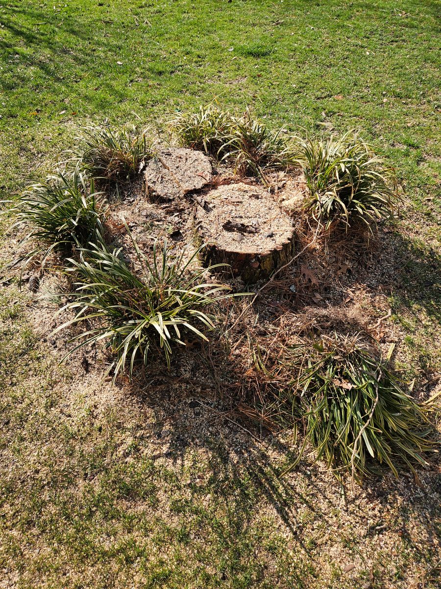 Stump Grinding for Anchor & Grind Stump in Chesapeake, VA