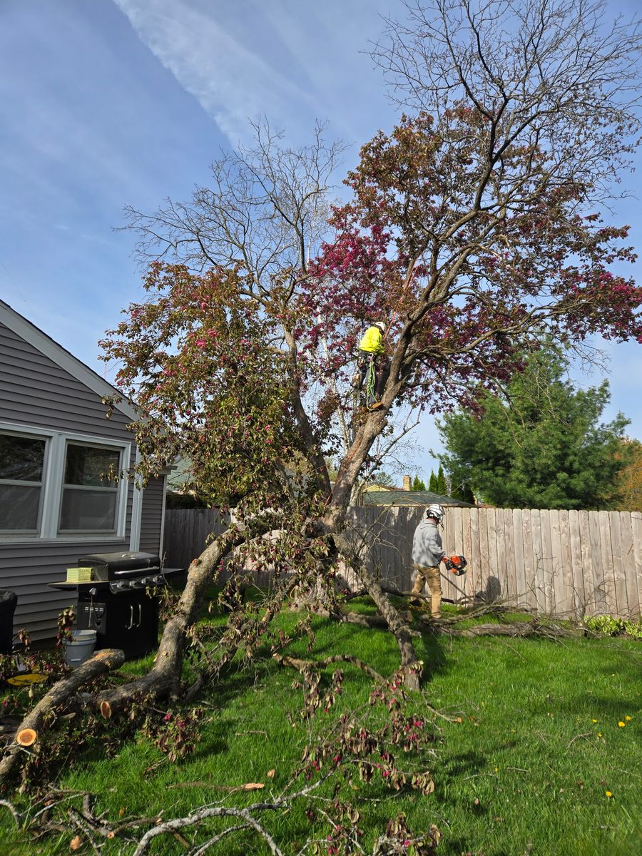 Tree Removal for Olson Tree Service, Inc in Rockford, IL