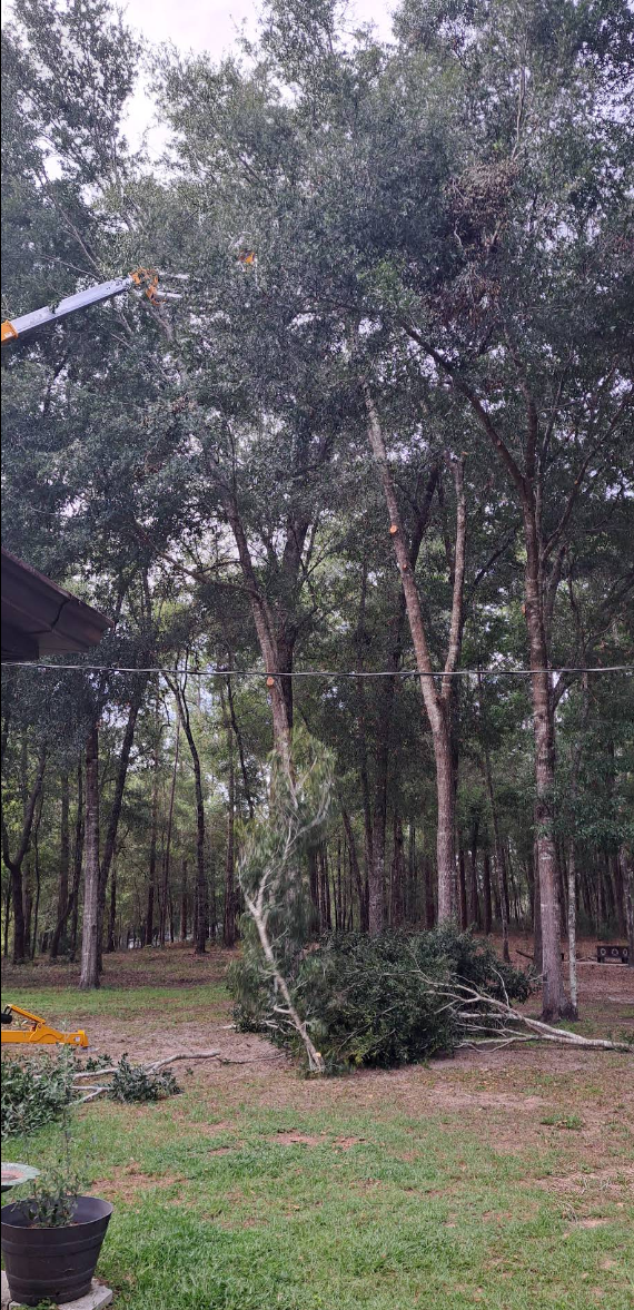 Tree Removal for Perfect Cut Lawn & Tree Care in Citrus Springs, FL