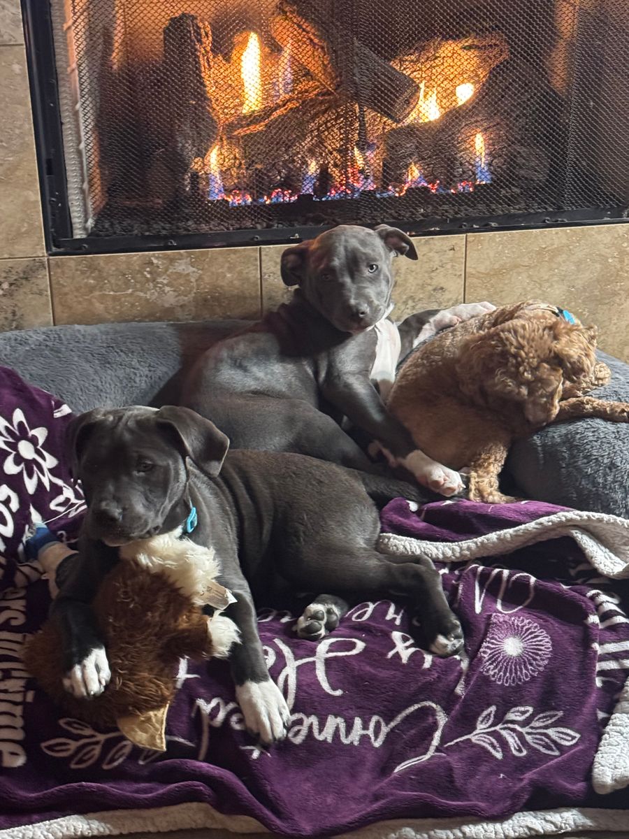 Boarding and Daycare for Curbside Clips Mobile Grooming in Roachdale, Indiana